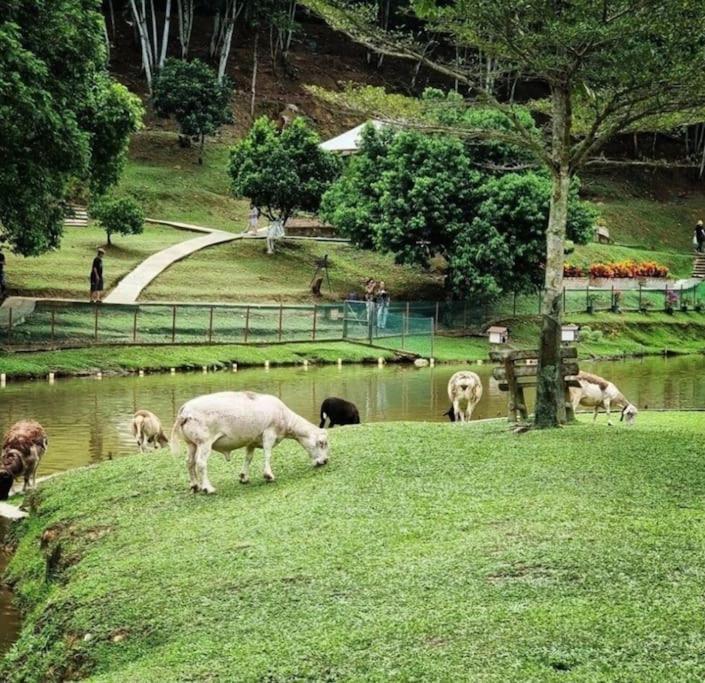 Pangsapuri Radia Bukit Jelutong, By Emerald